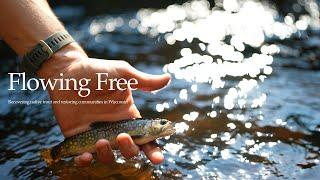 Flowing Free - Recovering native trout and restoring communities in Wisconsin