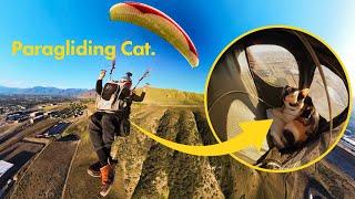 PARAGLIDING with my CAT Pt. 1