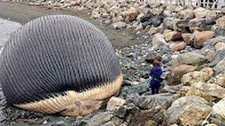 The Exploding Whale Compilation 2017