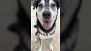  Show the paws and the show the face. #husky #dog #dogshorts #doglife #cutedog #shorts #viralshort