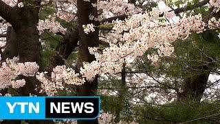 [경기] 도청·골프장도 벚꽃 명소...주민에 개방 / YTN (Yes! Top News)