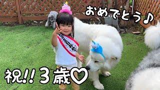 【祝！】山奥で超大型犬に見守られながら産まれた妹がついに３歳になりました｜グレートピレニーズ&オールドイングリッシュシープドッグ&トイプードル