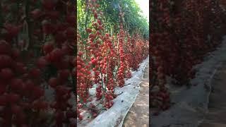 Tomatoes grown in the greenhouse with high yields