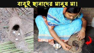 এতিম এক বাবুই ছানার জীবন কাহিনী | Bird Story-90 | The life story of Weaver Bird | The Life of Nature