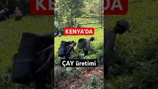 En güzel çay Kenya’da desem?? #shorts #kenya #çay #tea #nairobi #gezgin #africa