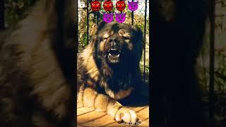 #shorts ! The king of dogs #short #instagram #chikuajp #ytshorts