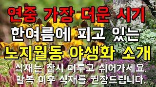 야생화 농장에 찾아온 무더운 여름!, 지금 피고 있는 야생화와 정원식물 (야생화판매 농장)