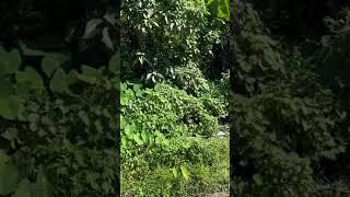 Road to Darjeeling
