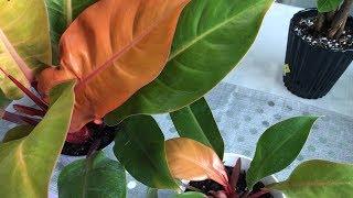 Philodendron Prince of Orange and Lowe's Plants Haul