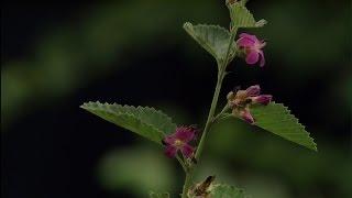 Pretty perennials for wildlife |Wright’s Nursery | Central Texas Gardener