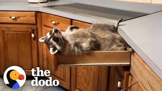 Rescue Raccoon Is The Favorite Child | The Dodo