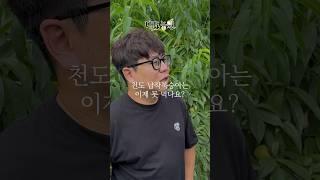 천도 납작복숭아는 이제 못 먹나요? 납작복숭아 종류의 제철은?!