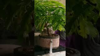 flamboyant bonsai