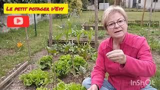 LES 4 LÉGUMES LES PLUS FACILES POUR DÉBUTER AU POTAGER EN 2025