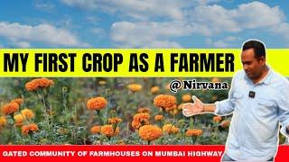 My First Crop as a Farmer@ Assetgain Nirvana  Gated Community Of Farm Houses- Mumbai Highway