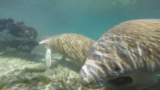 Diving with Manatee