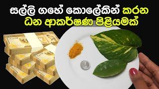 සල්ලි ගහේ කොලේකින් කරන ධන ආකර්ෂණ පිළියමක්‌ | Money Attraction Remedy With Money Plant Leaf