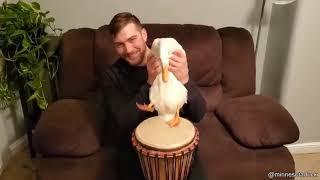 Duck Playing Drums
