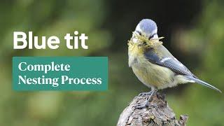 Blue Tit Nesting: The Complete Process