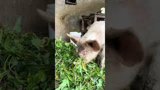 Pigs eat sweet potato leaves. Douyin records rural life. Record real life. Rural life. Countryside