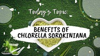 Chlorella Sorokiniana | Benefits | PPARs