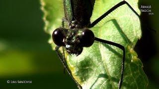 Dragonflies and Damselflies (Odonata) - Animalia Kingdom Show