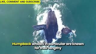 Top 10 WHALE FACTS That Will Blow Your Mind!  (Epic Songs, Deep Dives & More!) #whales #ocean