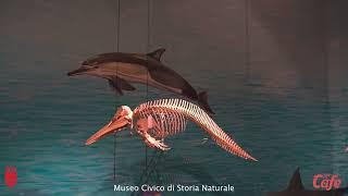 Il Museo di Storia Naturale di Trieste, tour guidato all'interno del museo