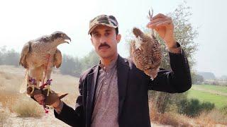 Amazing hunting of partridge by goshawks || Falconry in Pakistan 2021 || Raptors Today