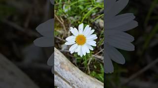 интересное место в Краснодарском крае #пшада #ромашка #дольмен #природа