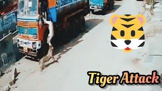 Hyderabad tiger attack || DOG vs TIGER || GALI KA SHER || INDIAN DOG || CCTV