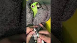 Am I quick enough to avoid a pinch from McGregor, the yellow naped Amazon parrot? Let's find out