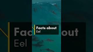 Facts about EELS ! #shorts #youtubeshorts #youtube #lsmedia