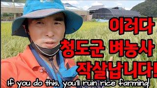 이러다 벼농사 망칩니다! If you do this, you'll ruin rice farming!