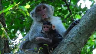 Pity Cute newborn baby monkey, Jody is very breastfed #LoverMonkey