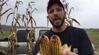 Jordon Hamilton - Corn Trial - Short Version