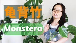 龟背竹扦插繁殖一颗变10颗 Propagating monstera plants