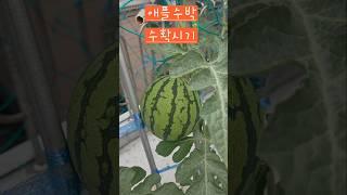 애플수박 수확시기 #옥상텃밭 #소소한행복 #수박 #수확시기