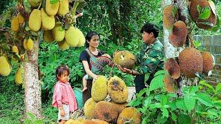 Ly Tieu Thu || Harvested jackfruit with her ex-husband and brought it to the market to sell