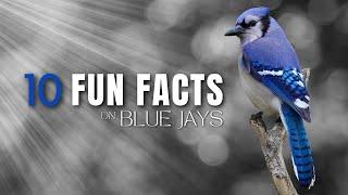 10 Fun Facts About Blue Jays | Noisy, Beautiful, Interesting