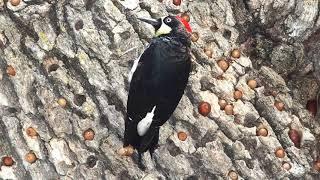 Acorn Woodpecker Call Video: Bird Songs Western North America-Woodpecker Nature Sounds Relaxation