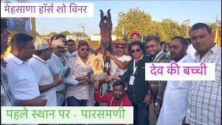 Mehsana horse show 2025 || milk teeth filly || 1 position Parashmani️sgvp gurukul #marwarwarhorse