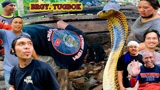 ILANG TAON NA PALA SILANG MAY GANITONG KAPITBAHAY!  #BANAKON #KINGCOBRA #COBRA #SAMARCOBRA COBRA