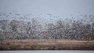 Spring activity at Cone Marsh