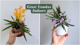 Growing Vanda Orchids Indoors Under Lights: What I’ve Learned (My Simple, Real-Life Tips)