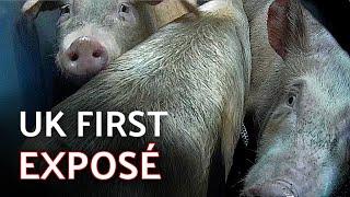 UK FIRST INVESTIGATION INSIDE PIG GAS CHAMBER (Pilgrim’s Pride, Manchester)