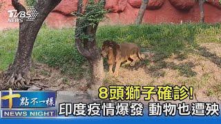 8頭獅子確診! 印度疫情爆發 動物也遭殃｜十點不一樣 20210505