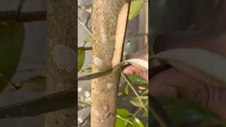 കറുവപ്പട്ട മരം കണ്ടിട്ടുണ്ടോ?Cinnamon harvest #garden #mygarden #harvesting #shorts #ytshorts 