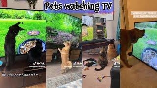 Dogs & Cats watching TV [Compilation] Four Paws TV's Biggest Fans | TV for Pets 