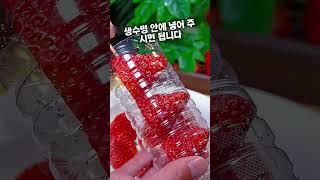 딸기비법 전수 꿀팁